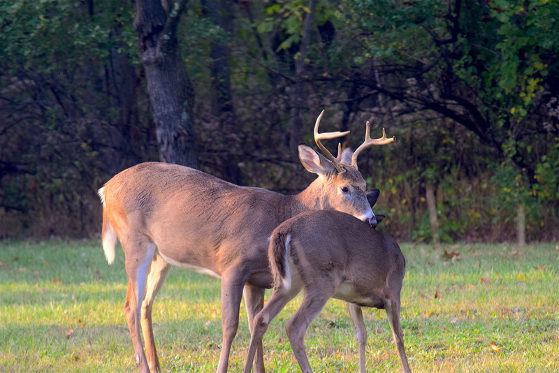 4K, grass, natural, herbivorous, brown, field, white-tailed, deer, vertebrate, green, buck, wildlife, wild, standing, young animal, animal themes, nature