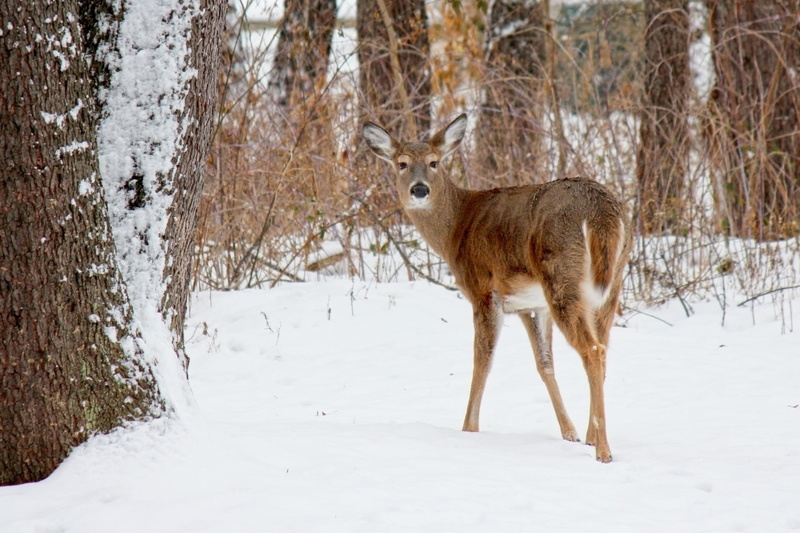 animals in the wild, 1080P, mammal, snow, winter wildlife, field, herbivorous, white tailed deer, woods, covered, deer, winter, vertebrate, plant, animal themes