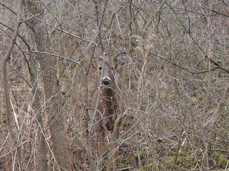 non-urban scene, hiding, bare tree, animal themes, one animal, animal wildlife, white tailed deer, 1080P, wilderness, tree, forest, woods, mammal, leave less bushes