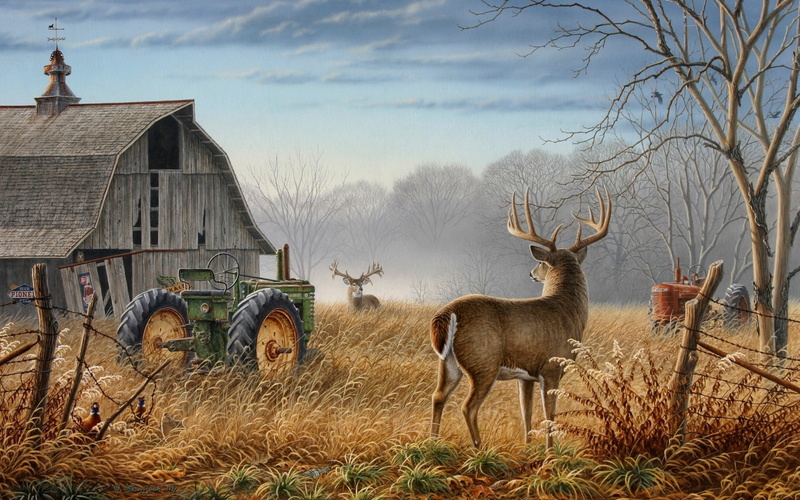 artwork, white, autumn, pheasant, tail, deer, animals, 1080P, barn, hd, art, tractors