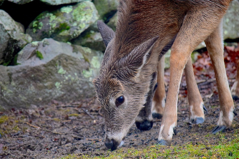 animal wildlife, field, white tail, one animal, brown, herbivorous, wet, wild, young animal, no people, outdoors, eye, deer, head, domestic animals, wildlife