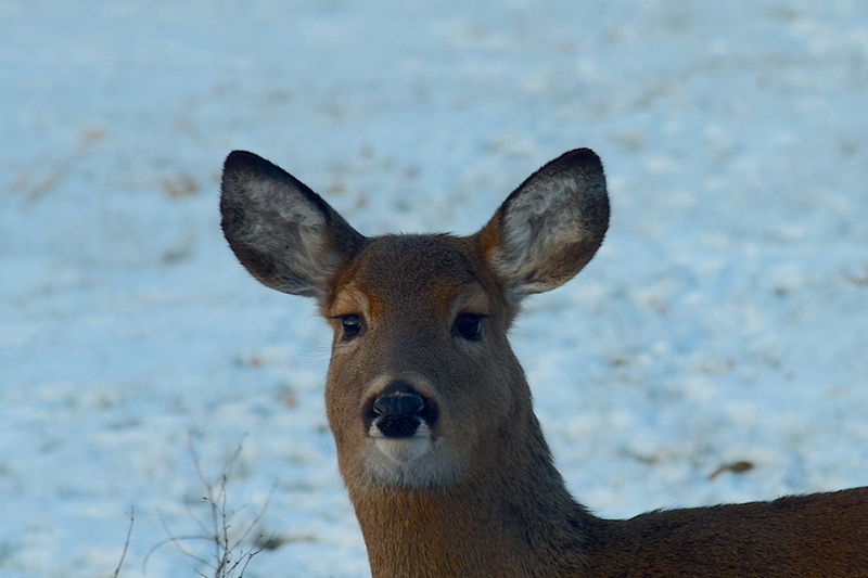 water, land, herbivorous, snow, 1080P, animal body part, white tail, cute, wild, wildlife, looking at camera, cold, outdoor, close-up, day, animal, animals in the wild