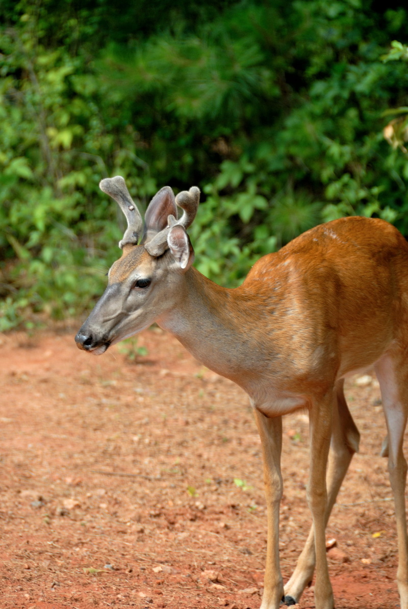 outdoors, white-tail, Young, plant, Young, no people, odocoileus, Animal, mammal, antelope, animals And Pets, stag, fur, domestic animals, standing, autumn