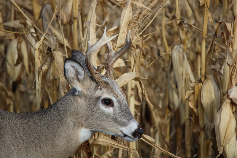 focus on foreground, animal wildlife, land, wild, white tail, animal head, 4 dog arts, no people, hirsch, antlers, north dakota, Deer, juvenile, White Tail