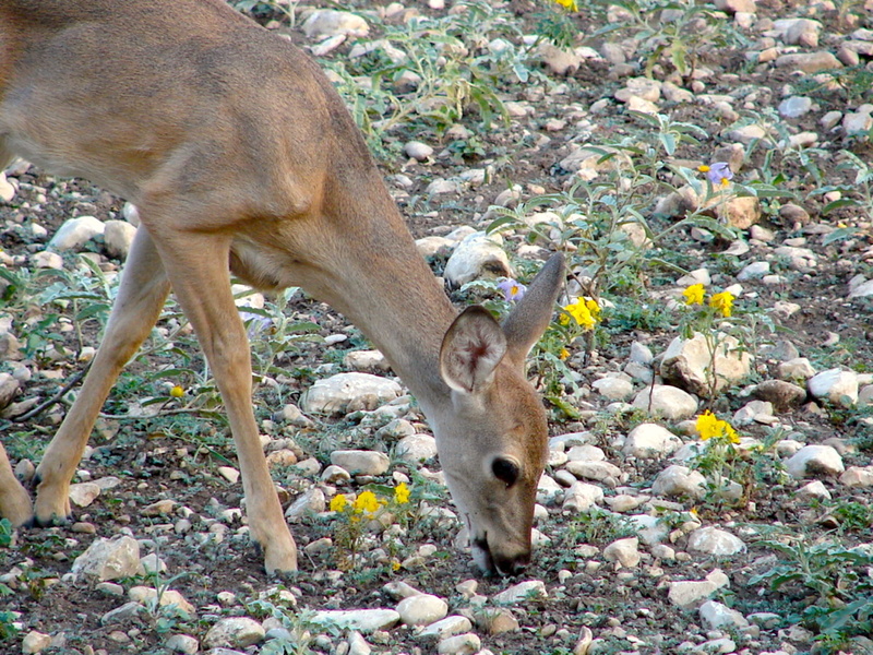 outdoors, no people, animals in the wild, animal, mammal, vertebrate, land, animal themes, texas, 1080P, herbivorous, solid, Deer, hoofed, young animal