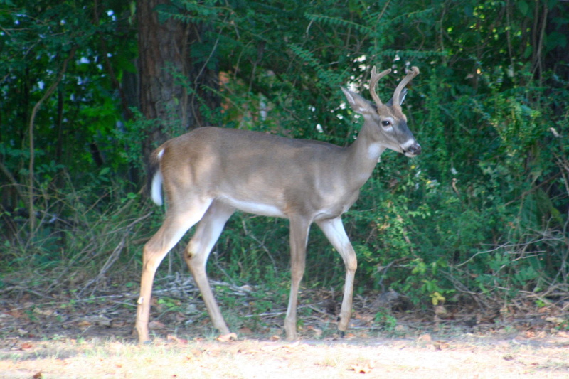 side view, deer, outdoors, buck, animal, day, mammal, standing, full length, land, animals in the wild, herbivorous, forest, white tailed, 2K, vertebrate