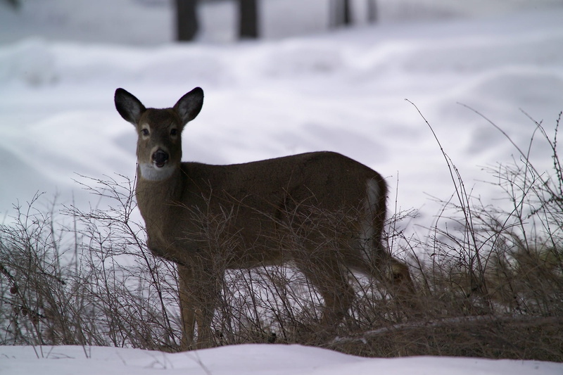 outdoors, female, animal themes, nature, domestic animals, land, mammal, wildlife, 1080P, animal, one animal, no people, forest, looking, snow, herbivorous