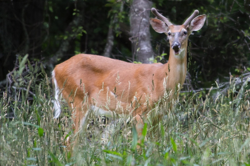animal wildlife, domestic animals, white tailed deer, portrait, horns, animal, 1080P, no people, herbivorous, looking, plant, buck, brown, grass, young