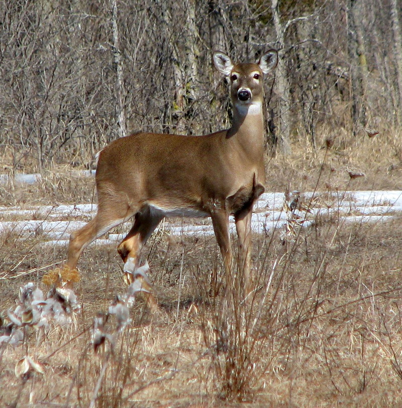 domestic animals, mammal, vertebrate, brown, herbivorous, tree, day, standing, field, moneymore, whitetail, white-tailed deer, nature, no people, animal themes