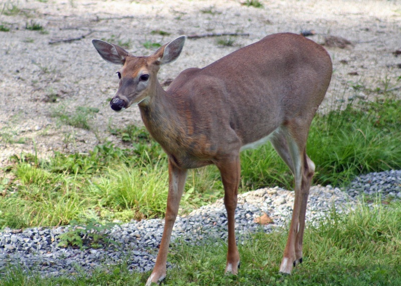 deer, hoofed, no people, doe, standing, land, one animal, outdoors, plant, mammal, nature, grass, day, animals in the wild, 1080P, whitetail deer, full length