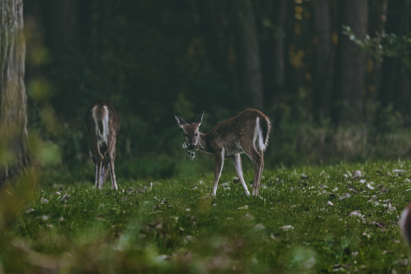 deer Family, fawn, one Animal, outdoors, woodland, antler, wildlife, doe, roe Deer, tree, dense forest, greenery, green light, animals In The Wild, grass