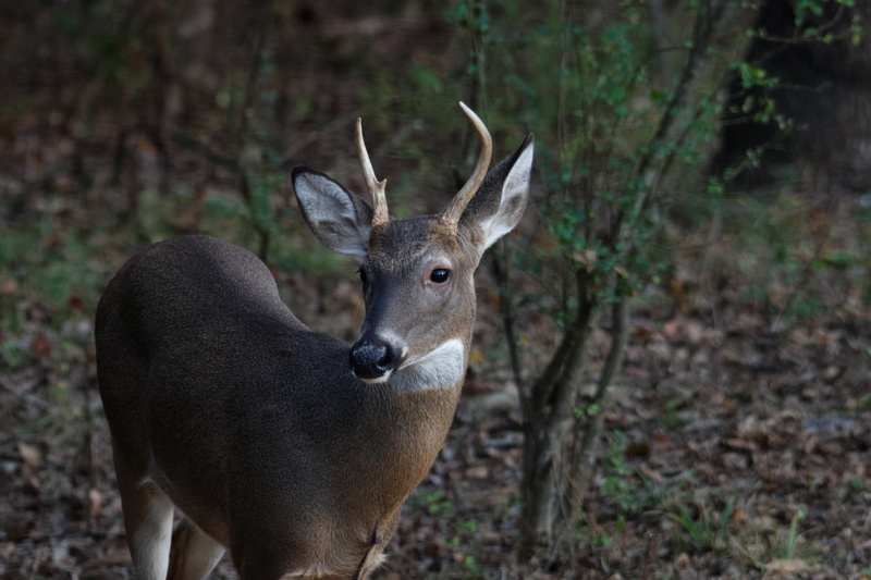 animals in the wild, horned, plant, male, animal, tree, no people, forest, deer, cute, animal head, animal wildlife, 5K, whitetail, day, horns, outdoors