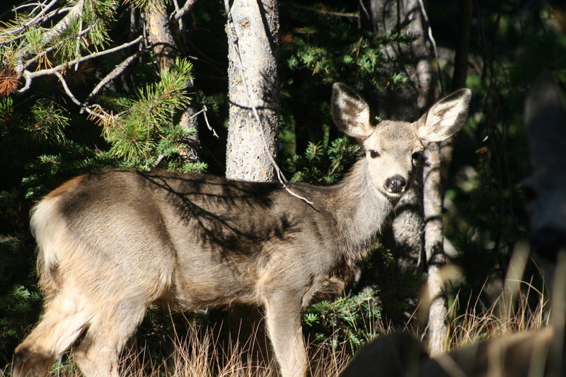 herbivorous, field, brown, animal themes, tree, outdoors, land, fawn, youngster, animals in the wild, sunlight, nature, white-tailed, tree trunk, day, one animal