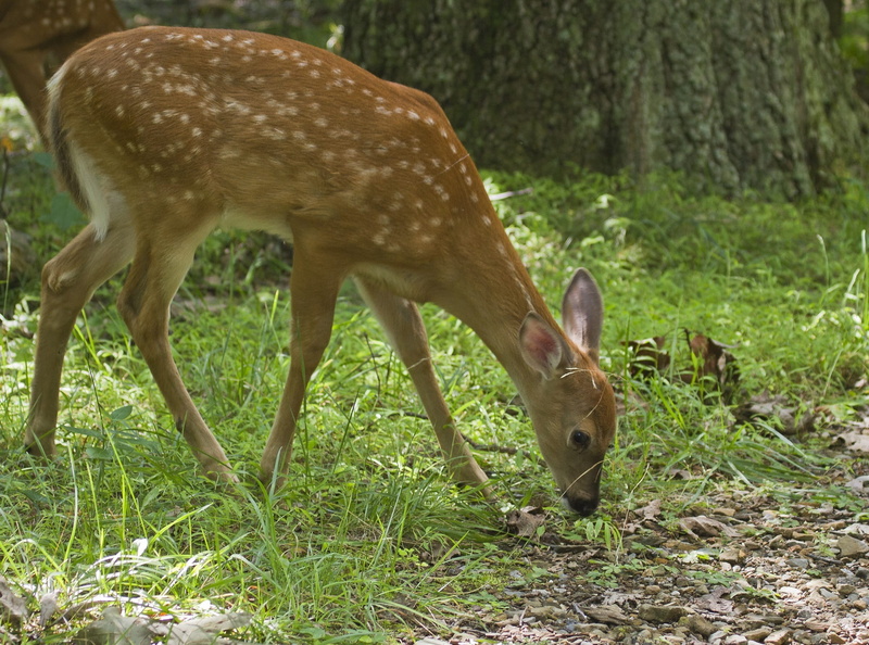 grass, eating, day, grazing, young, no people, one animal, baby, nature, wild, field, forest, tree, White Tailed Deer, mammal, 1080P, deer, animals in the wild