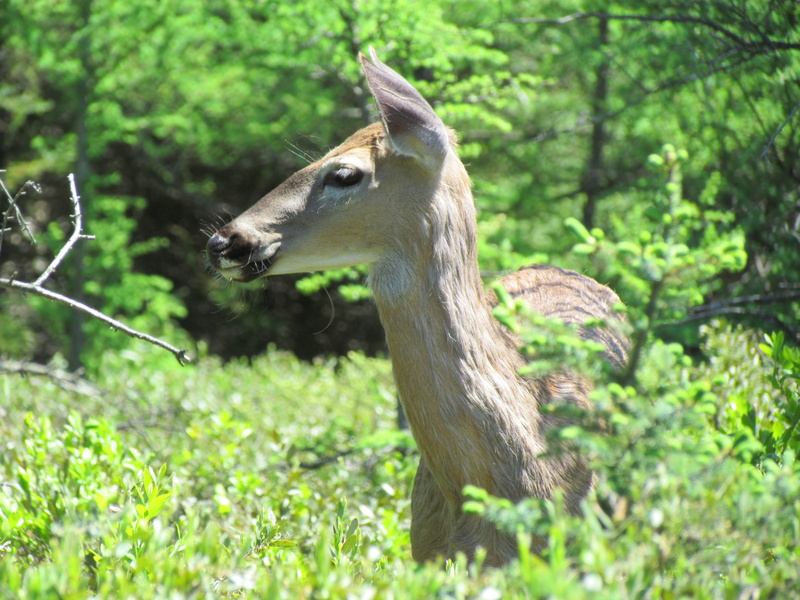 outdoors, tree, natural, wildlife, profile view, animal themes, animals in the wild, focus on foreground, land, vertebrate, nature, 4K, animal head, animal wildlife