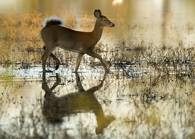 full length, mammal, one animal, motion, deer, animal, domestic animals, female, herbivorous, animal wildlife, running, no people, brown, reflection, 2K
