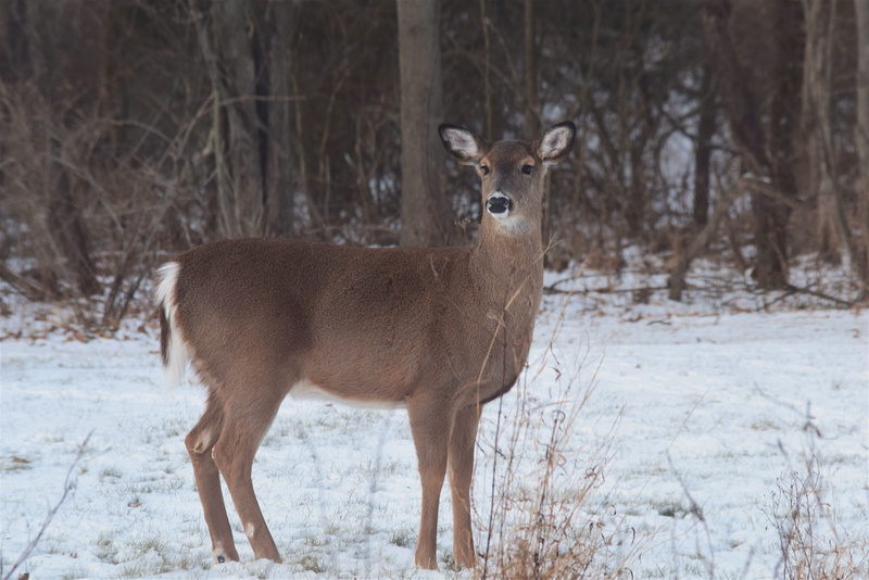 wild, snow, 4K, animal wildlife, mammal, deer, animal, outdoor, wildlife, land, cold, no people, vertebrate, face, cute, one animal, day, standing, focus on foreground