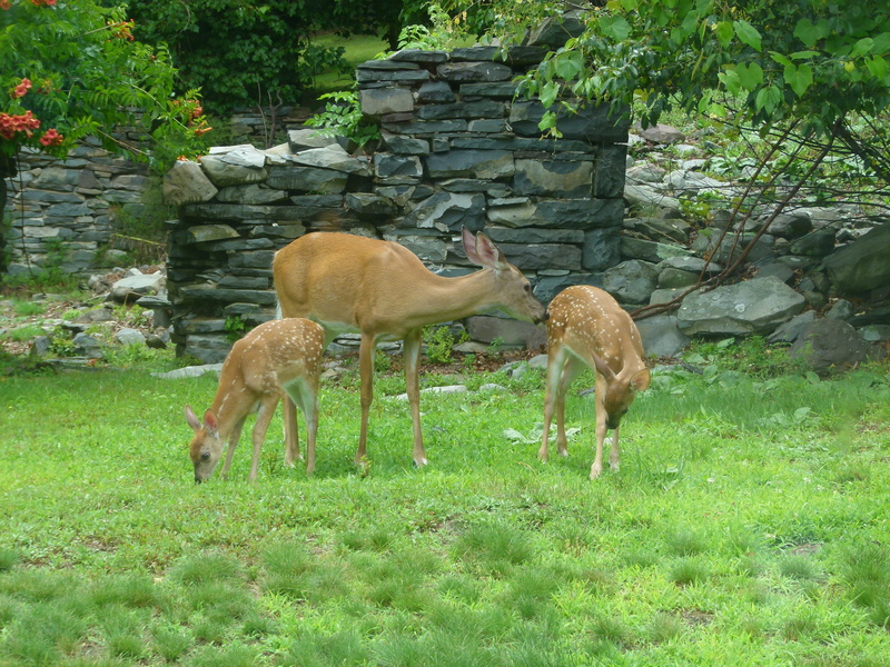 wilderness, White Tailed Deer, animals In The Wild, outdoors, land, doe, grass, day, field, animals And Pets, Fawn, group of animals, tree, fawns, no people