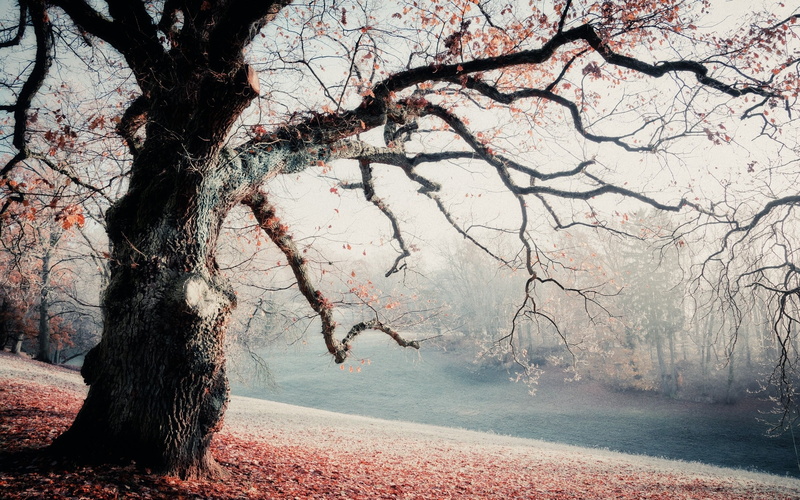 forest, autumn, non-Urban Scene, trees, leafed, tree, leaves, outdoors, plant, cold - Temperature, tranquil Scene, nature, winter, mist, road, frost, land