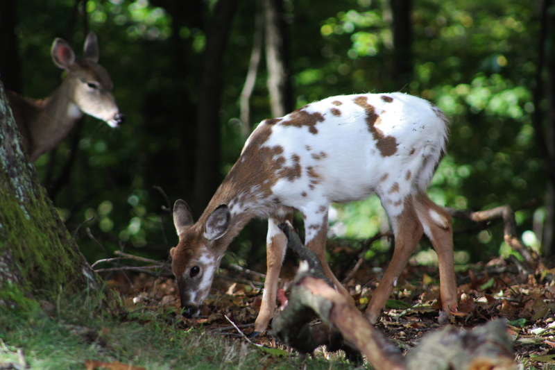 standing, two animals, domestic animals, nature, animal wildlife, mammal, nature photography, deer, land, animals in the wild, piebald whitetail fawn, whitetail deer