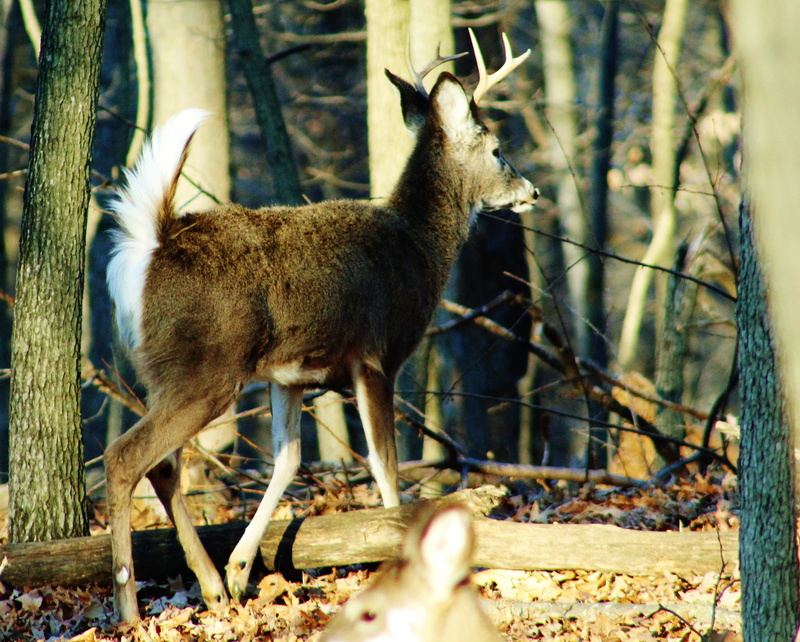 animals, no people, whitetail buck, animals in the wild, herbivorous, outdoors, nature, mammal, tree trunk, forest, animal themes, united states, day, domestic animals