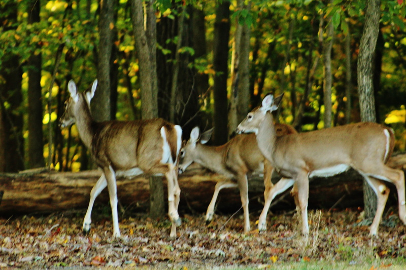 animal, 5K, group of animals, two animals, outdoors, no people, young animal, deer, domestic animals, plant, day, vertebrate, mammal, nature, animal wildlife