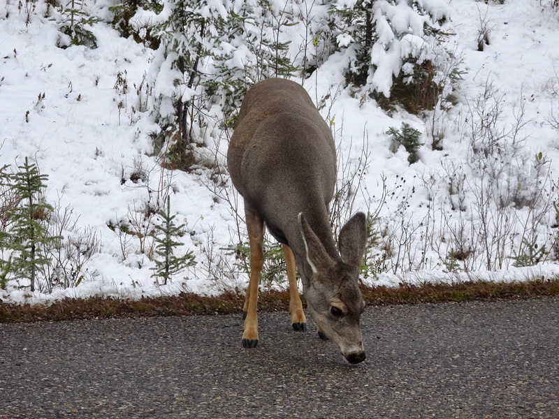 licking, field, deer, cold temperature, snow, animal wildlife, female, animal themes, one animal, winter, 4K, whitetail, plant, wildlife, no people, doe