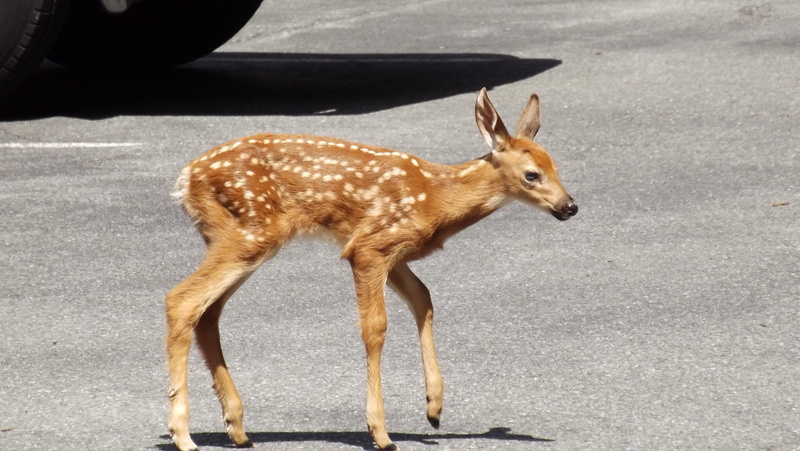 mammal, day, outdoors, deer, herbivorous, urban, one animal, fawn, full length, land, animal themes, whitetail, no people, 4K, animal wildlife, vertebrate