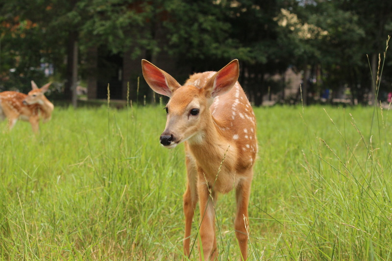 no people, mammal, one animal, animals in the wild, focus on foreground, 5K, field, fawn, domestic, wildlife, young, plant, grass, herbivorous, outdoors