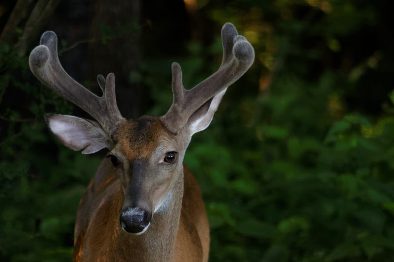 Buck, brown, vertebrate, animal head, one animal, focus on foreground, close-up, outdoors, photo, herbivorous, portrait, Deer, animals in the wild, animal wildlife