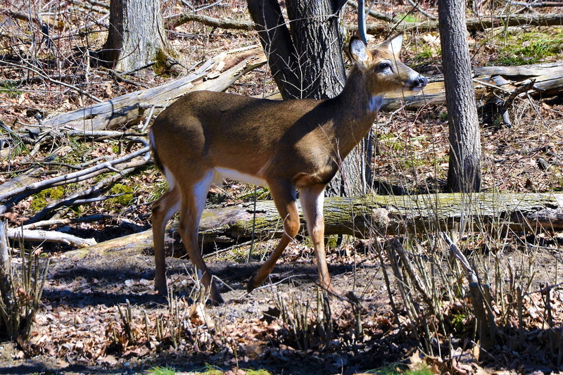 animal, whitetail, walking, 2K, deer, herbivorous, dropped, wild, animal wildlife, shed, spring, woods, one animal, forest, buck, tree, male, standing