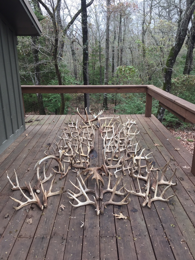 antler, deer, wood - Material, whitetail, day, architecture, no people, wildlife, seat, outdoors, park, wood, nature, built structure, hunt, tree trunk