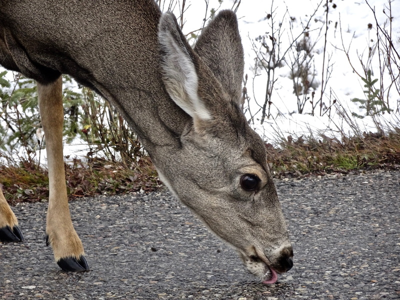 mammal, nature, focus on foreground, doe, whitetail, domestic animals, animals in the wild, plant, ears, licking, day, tree, field, wildlife, 4K, animal