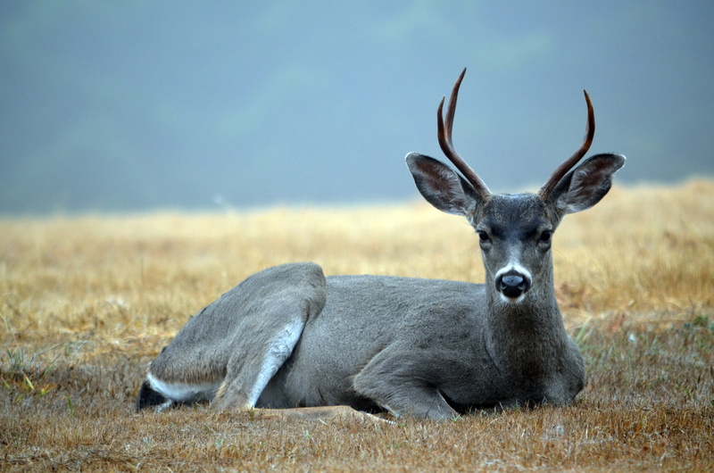 meadow, land, Deer, animal themes, two-pointer, animals In The Wild, antlers, rack, plant, mammal, no People, wild Animals, one animal, field, Buck, animals And Pets