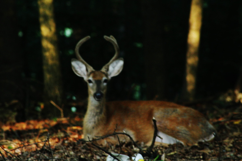 woodland, horned, forest, animals in the wild, no people, land, day, one animal, whitetail buck, animal wildlife, animal themes, outdoors, animal, deer