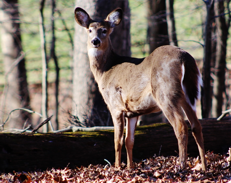 looking at camera, animal, plant, animals in the wild, focus on foreground, animal wildlife, domestic animals, portrait, one animal, tree, land, mammal