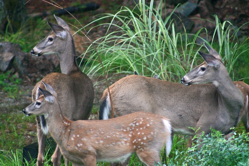 grass, fawn, nature, day, forest, herbivorous, plant, animal themes, mammal, deer, female animal, vertebrate, animal, land, woods, wildlife, doe, two animals