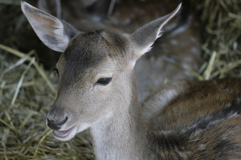 wild, close-up, animal body part, fawn, woodland, environment, doe, no people, day, stag, mule, nature, kangaroo, animal, outdoors, elk, animals in the wild