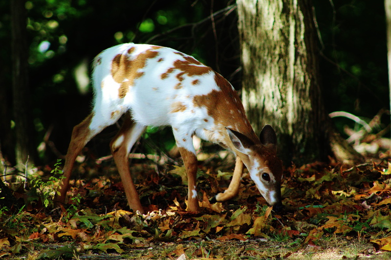 day, pets, forest, piebald fawn, tree, mammal, standing, 5K, deer, vertebrate, animal, animal themes, land, north potomac, plant, nature photography, animal wildlife