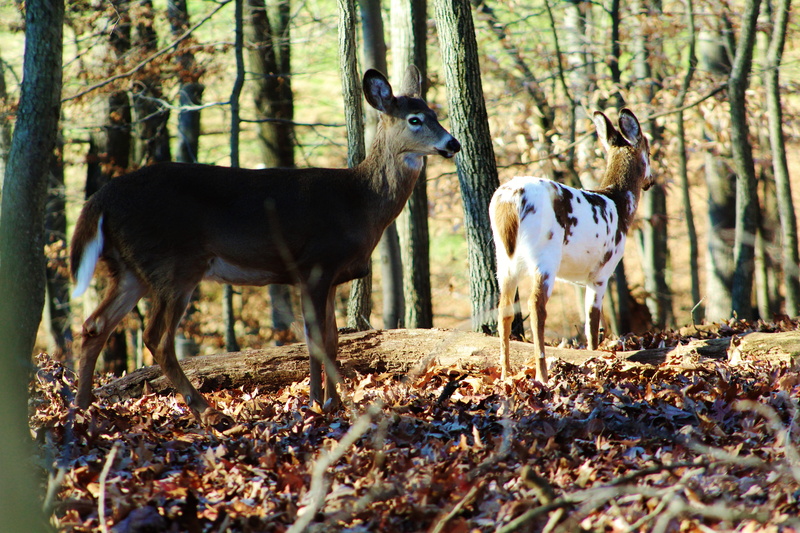 no people, land, vertebrate, forest, day, 5K, trunk, animal themes, animal wildlife, outdoors, two animals, woodland, group of animals, united states
