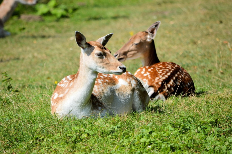 animal themes, spotted, elegant, 1080P, hunting, fawn, symbol, two animals, plant, grass, animal wildlife, animal, land, no people, day, wild park, deer