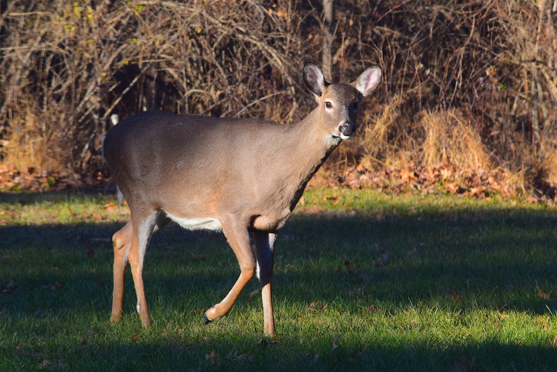 green, cute, wild, mammal, land, deer, animals in the wild, young, 4K, animal, one animal, shadow, nature, full length, domestic animals, whitetail, no people