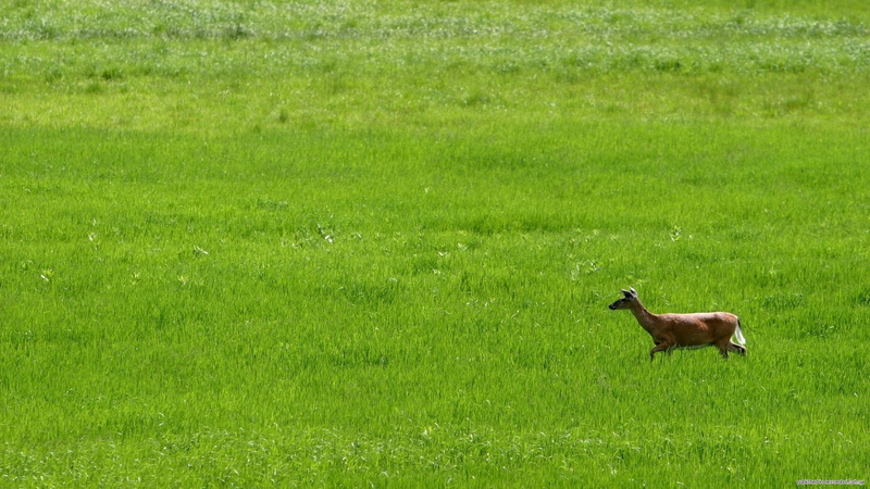 1080P, art, hd, deer, whitetail, nature, x, Fields