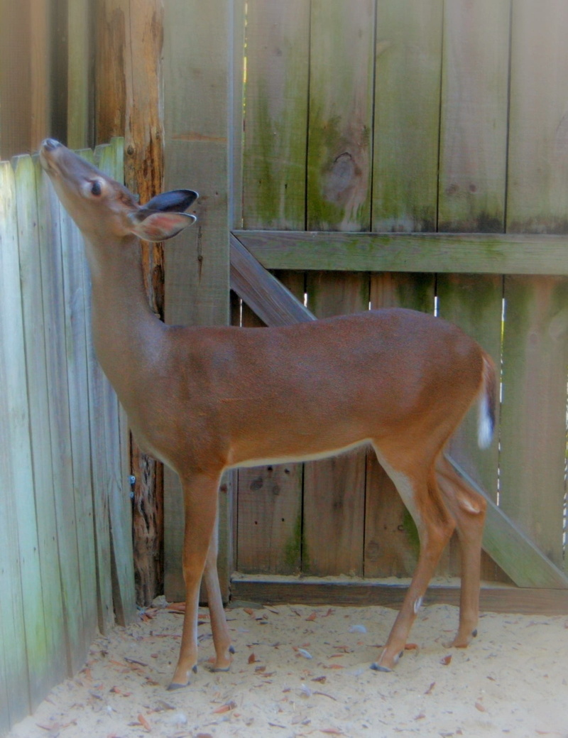 youth, hunting, 1080P, Whitetail Deer, Animal, domestic animals, wildlife, indoors, herbivorous, side view, female, wood - material, domestic, nature