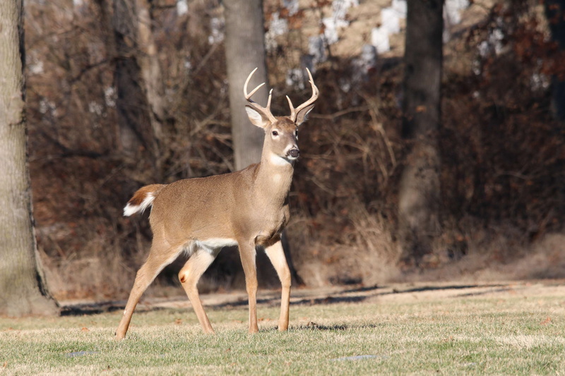 male, buck, vertebrate, animal wildlife, antlers, outdoors, full length, antler, 4K, horned, animals in the wild, stag, whitetail, day, side view, wildlife