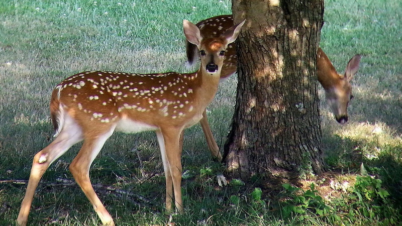 antlers, trunk, fawn, herbivorous, woods, animal, standing, spotted, brown, forest, grass, impala, no people, nature, animals in the wild, outdoors, wildlife