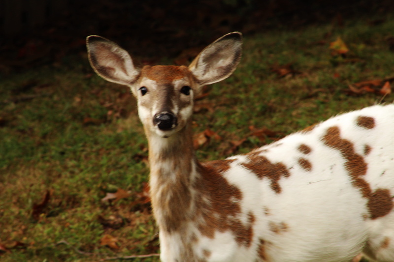 animals, nature, mammal, nature photography, day, animals in the wild, 5K, piebald whitetail fawn, looking at camera, spotted, whitetail deer, no people