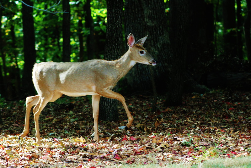land, no people, woodland, north potomac, animal themes, animal wildlife, united states, field, full length, 2K, animals, domestic animals, nature, forest