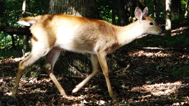 plant, vertebrate, outdoors, domestic, pets, domestic animals, animal wildlife, whitetail doe, mammal, herbivorous, animal themes, day, animals, land, nature