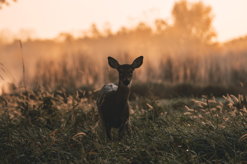 mammal, sunrise, young Animal, looking, beauty In Nature, animal, summer, dawn, sunset, nature, brown, one Animal, meadow, wild, 5K, green, cute, ear